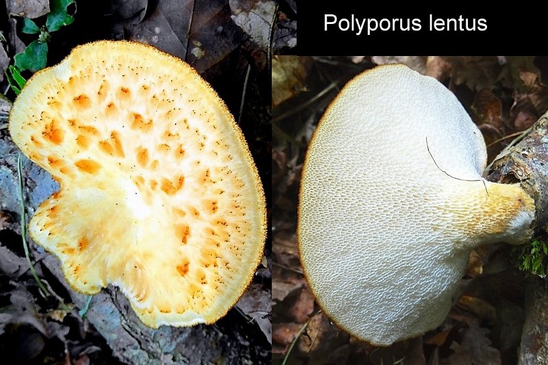 Polyporus tuberaster-amf1562-1.jpg - Polyporus tuberaster ; Syn1: Polyporus forquignonii ; Syn2: Polyporus lentus ; Nom français: Polypore moucheté